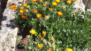 Apartment (One Bedroom Apartment with Terrace) | Exterior