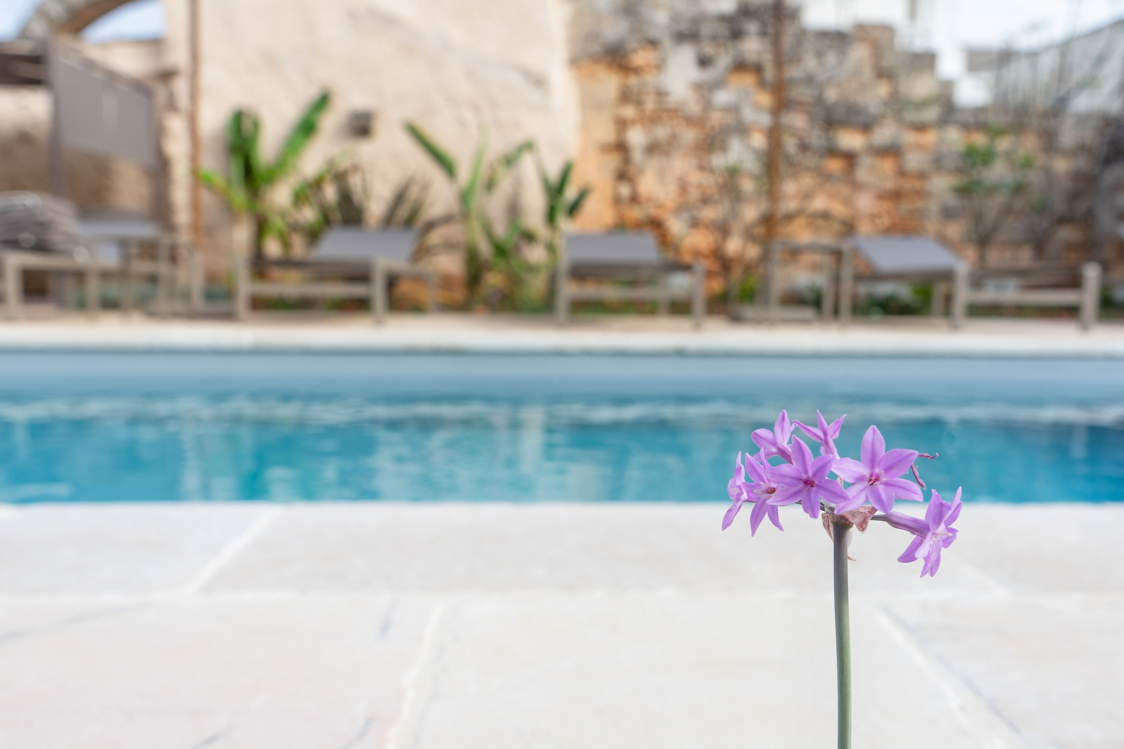 Seasonal outdoor pool, pool umbrellas, pool loungers