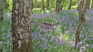 A forest with birch trees and a field of purple flowers.