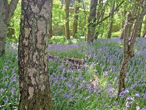 A forest with birch trees and a field of purple flowers. - 2 bedroom accommodation in Alford (Alford)