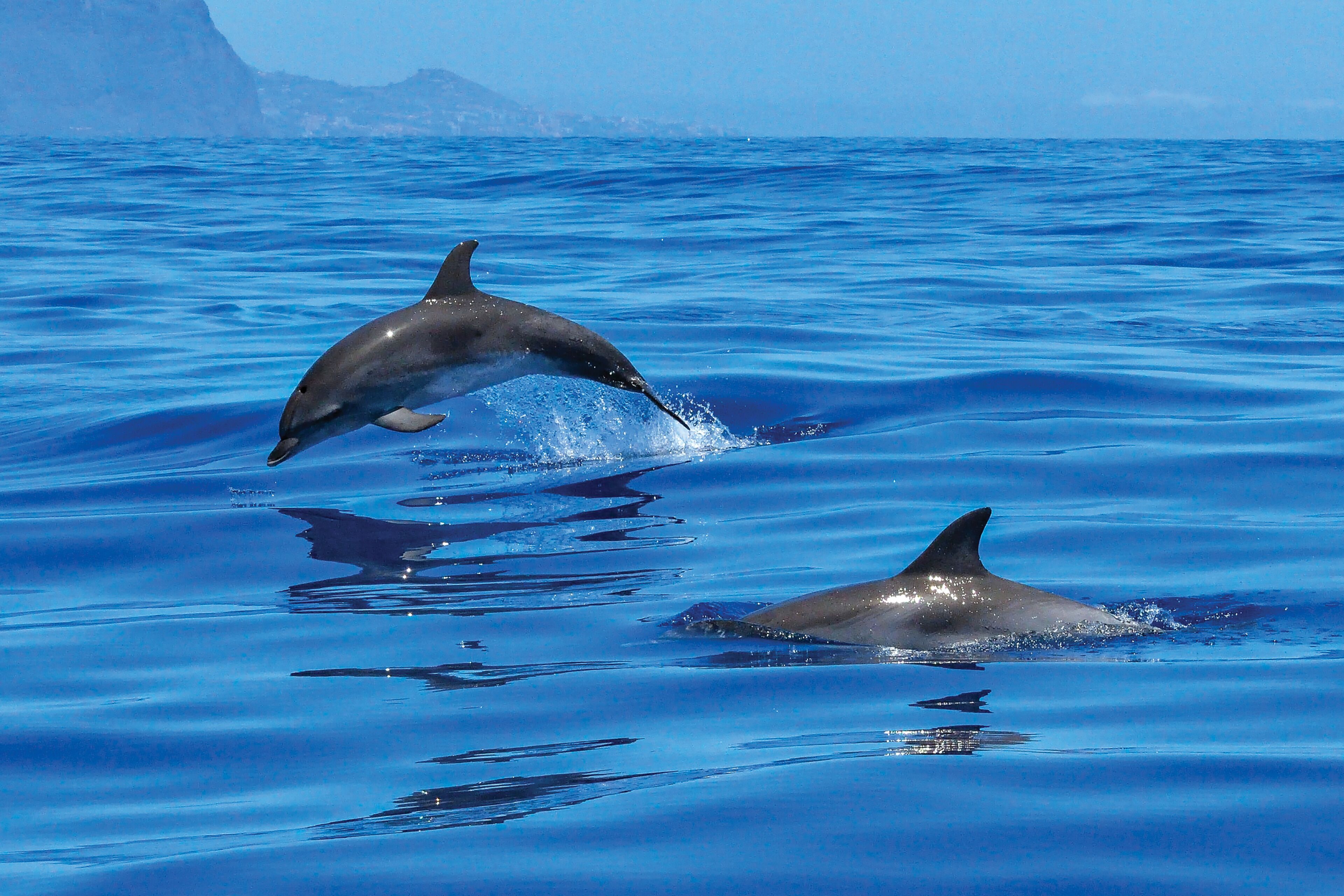 Des dauphins bondissant hors de l’eau dans une mer bleue et limpide.