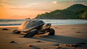 Una tortuga marina en la playa con una colina boscosa al fondo.