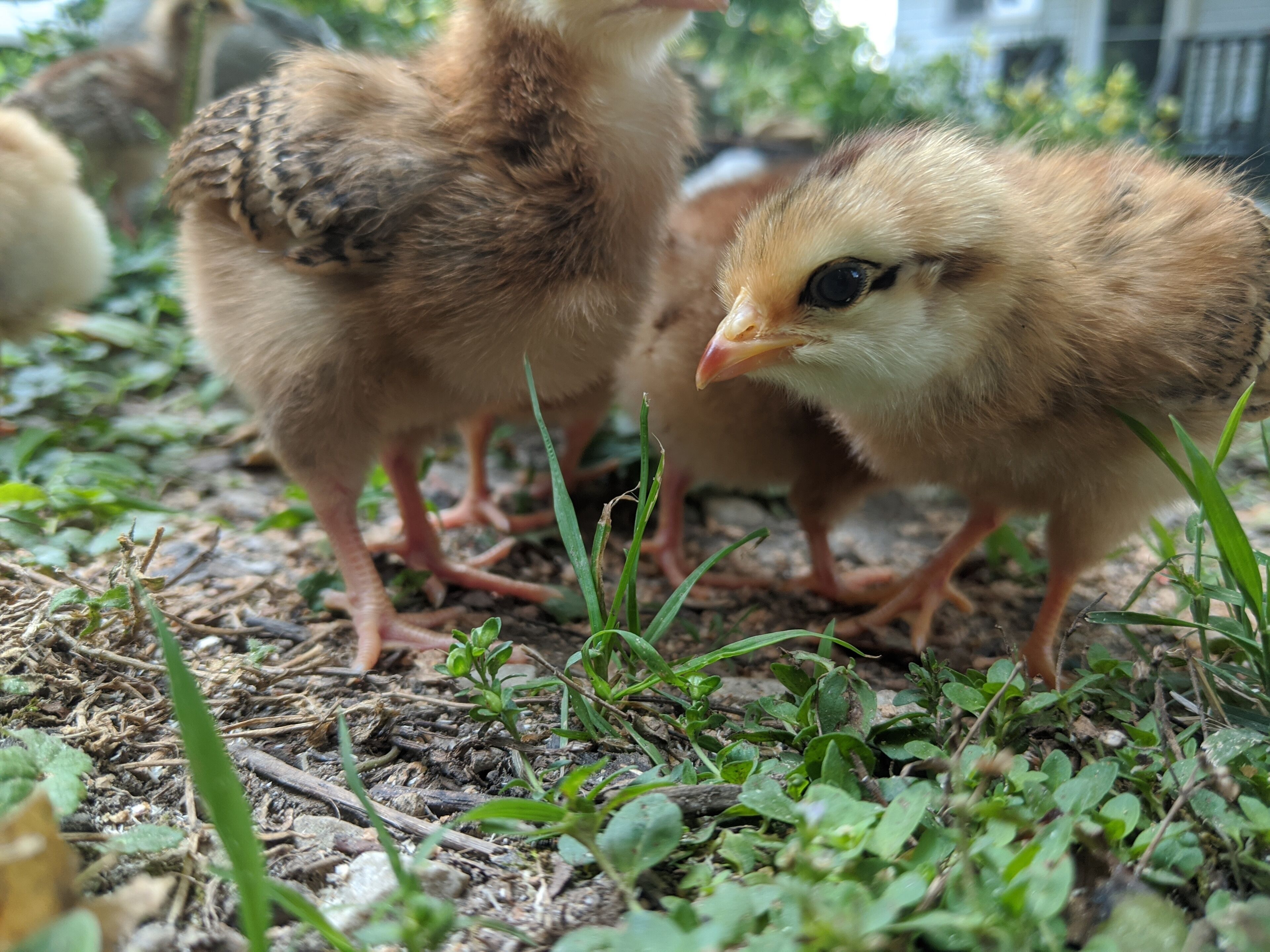 Two chicks standing on a ground covered with grass and small plants.