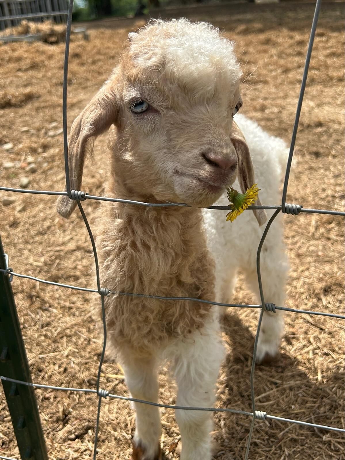A young goat with curly fur standing behind a wire fence.
