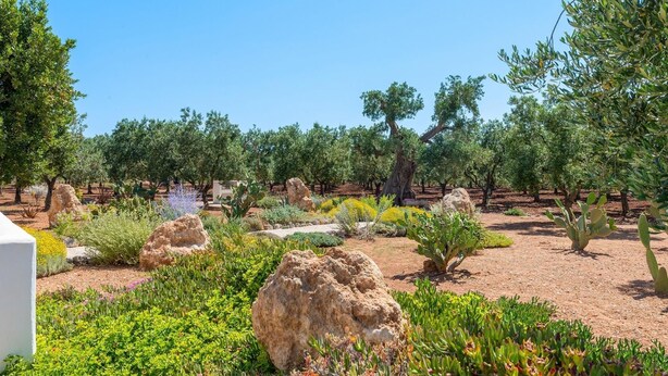 A landscaped garden with various plants and trees, including cacti and olive trees.