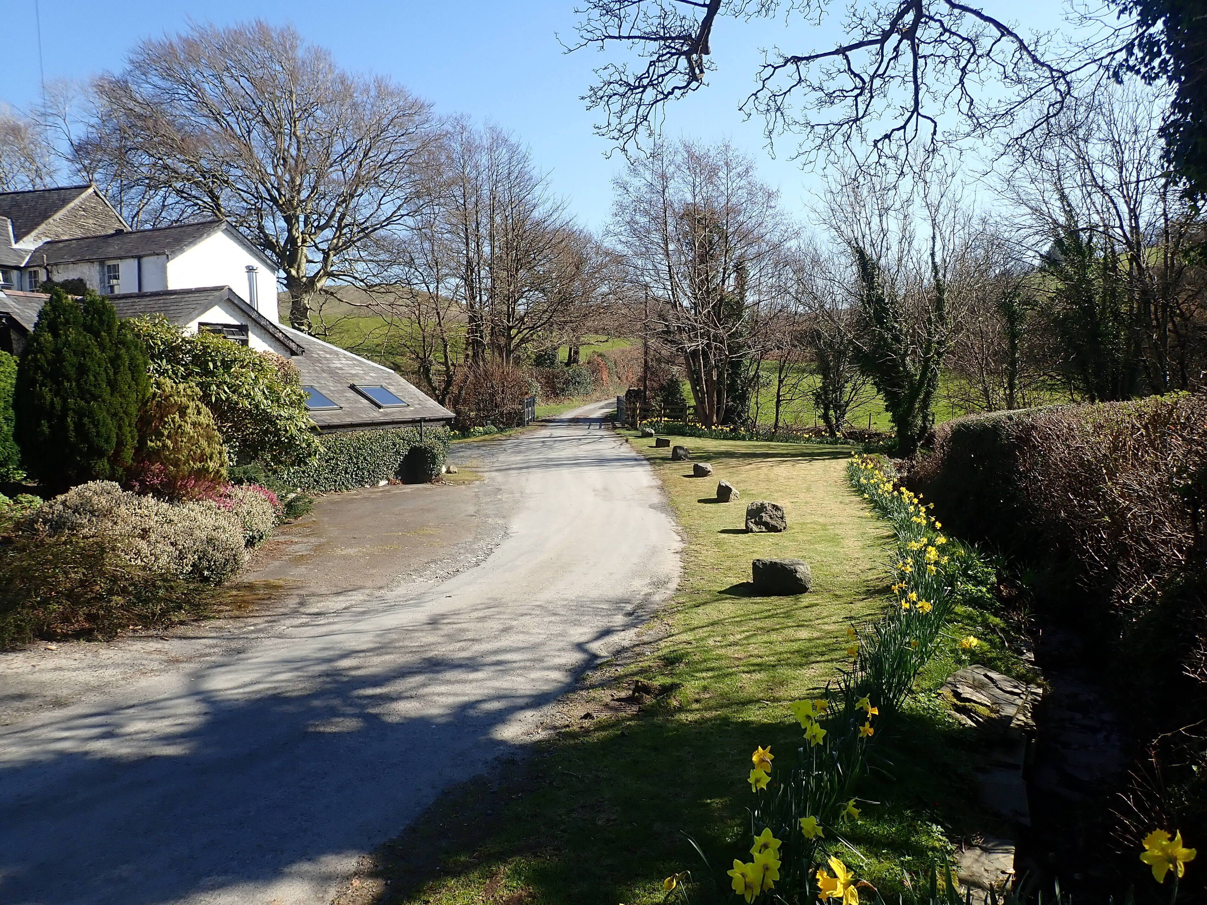 A rural road with houses on one side and a grassy area with daffodils on the other.