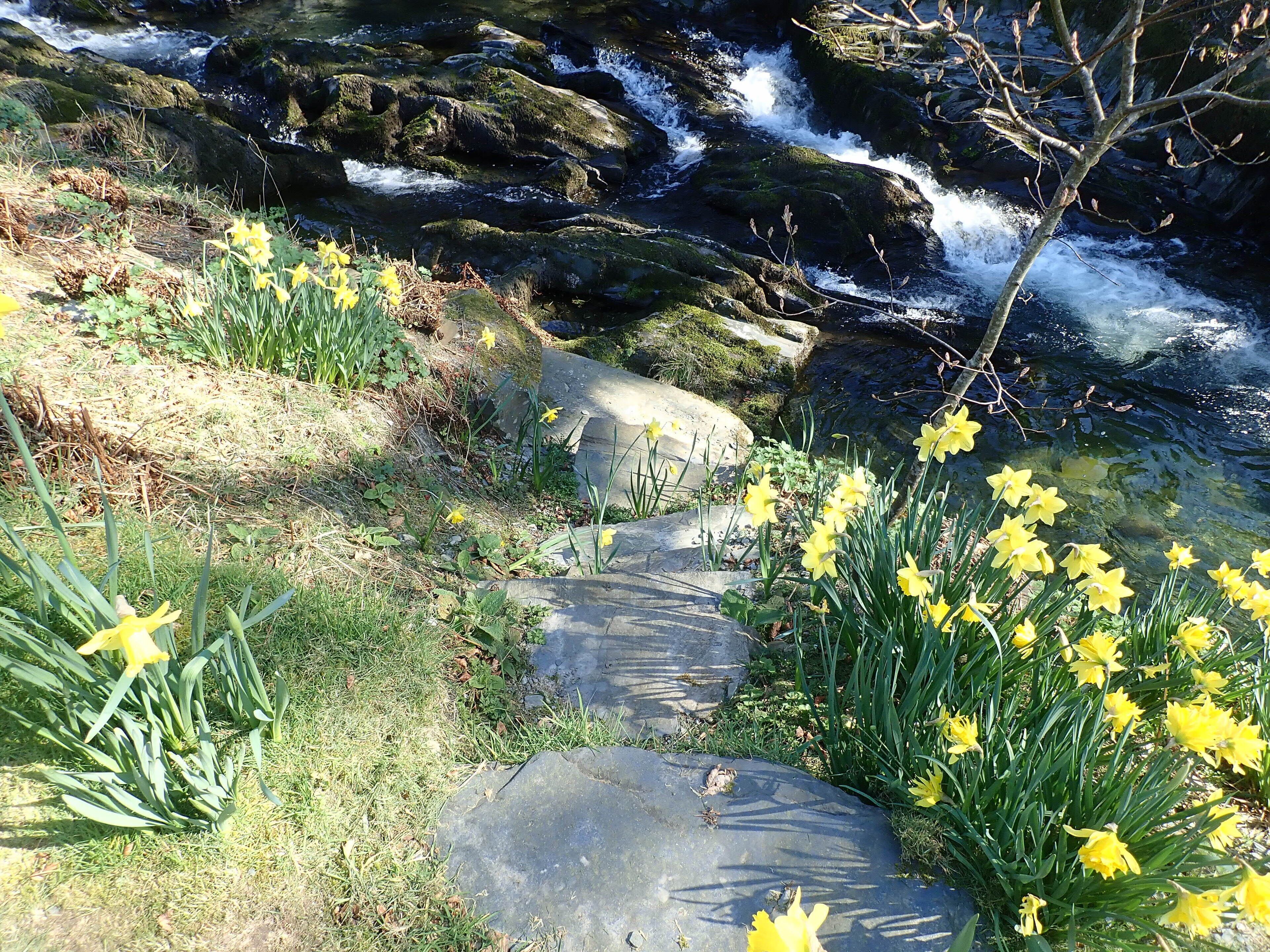 Ein steiniger Pfad führt zu einem felsigen Bach mit gelben Blumen und viel Grün.