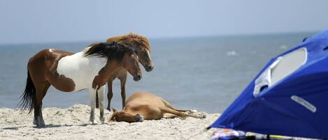 A beach scene with two horses, one standing and one lying down, near a tent.
