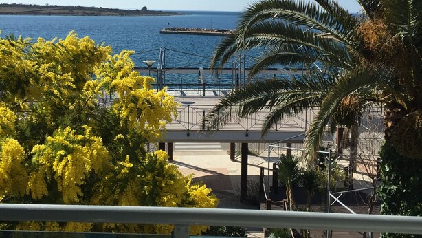 En balkon med udsigt over havet, en palme og blomstrende, gule buske.