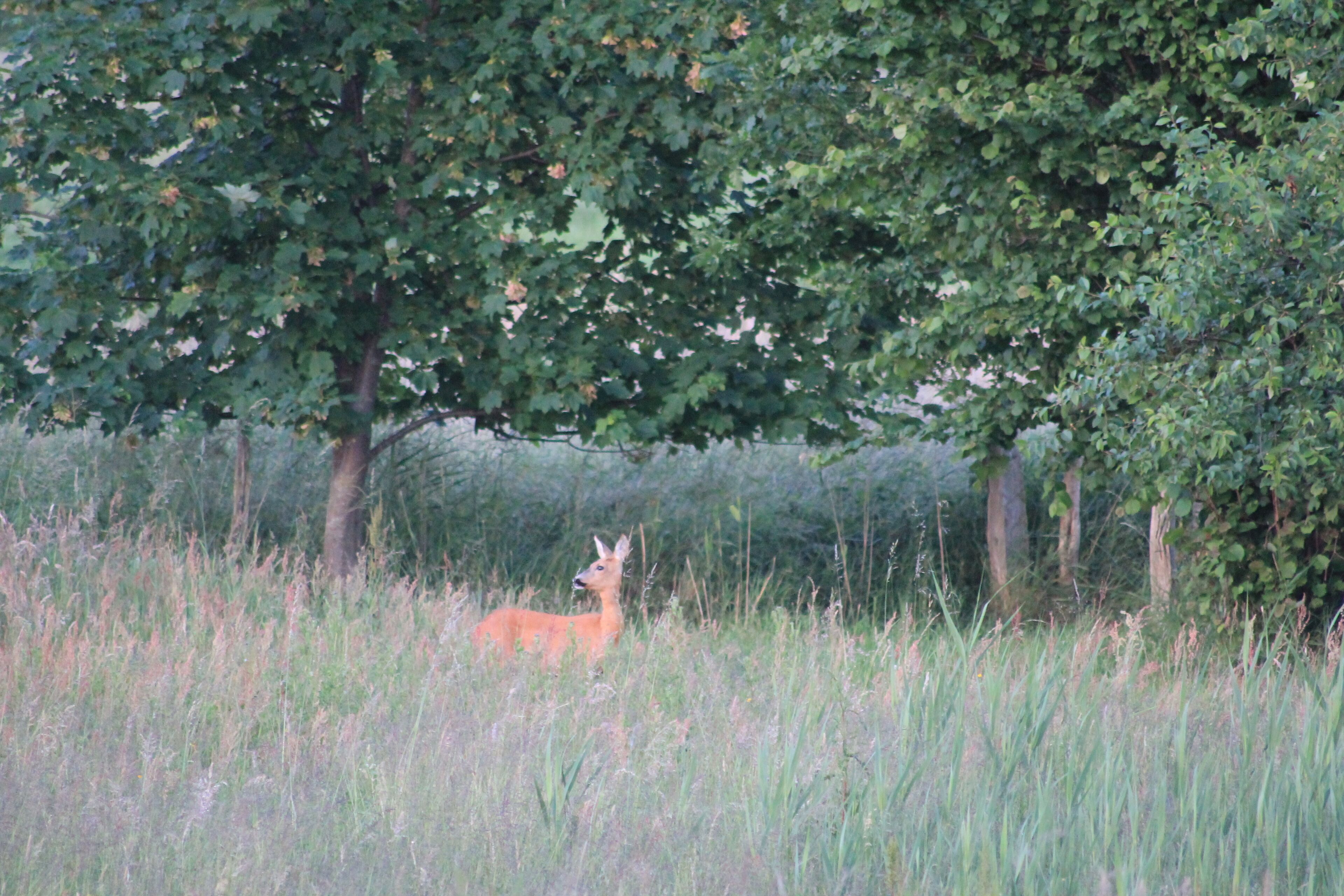 A deer in a grassy field with trees in the background.