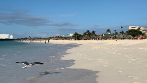A beach with clear skies, palm trees, and a bird flying near the water.