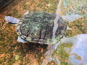 3 slaapkamers, wifi, beddengoed, rolstoeltoegang