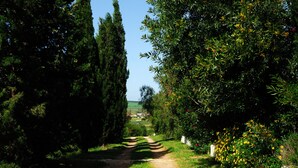 Um caminho serpenteia por um jardim com árvores altas e arbustos floridos.