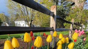 A garden with tulips in various stages of bloom, a wooden fence, and a house in the background. - Getaway Near Mass MoCA, Great Hiking, Scenic Views (Stamford)