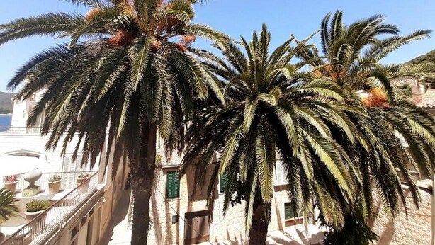 A building with a balcony overlooking palm trees. - Casa Ruben - Two Bedroom Holiday Home with Sea View (Vis)