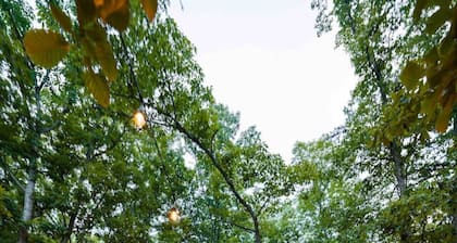 Skywalk Treehouse: 4 Treehouses Linked by Bridges
