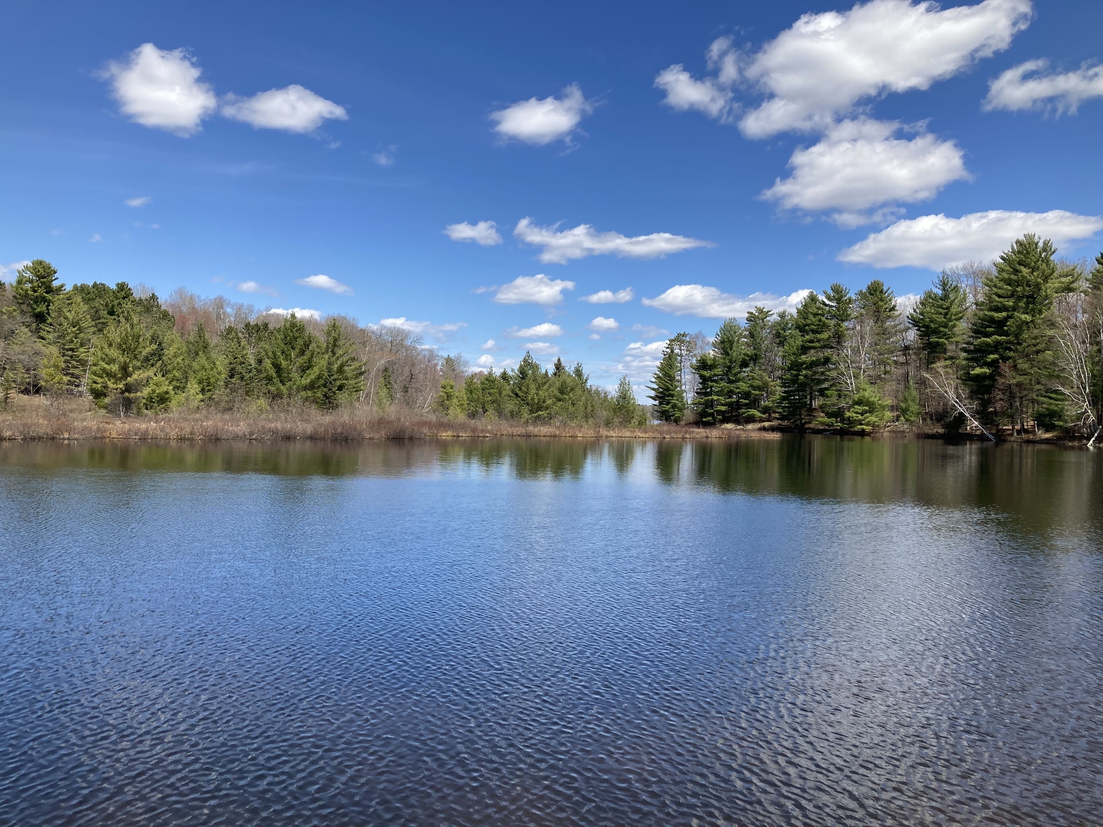 Un lago tranquilo rodeado de un bosque frondoso y un cielo azul despejado.