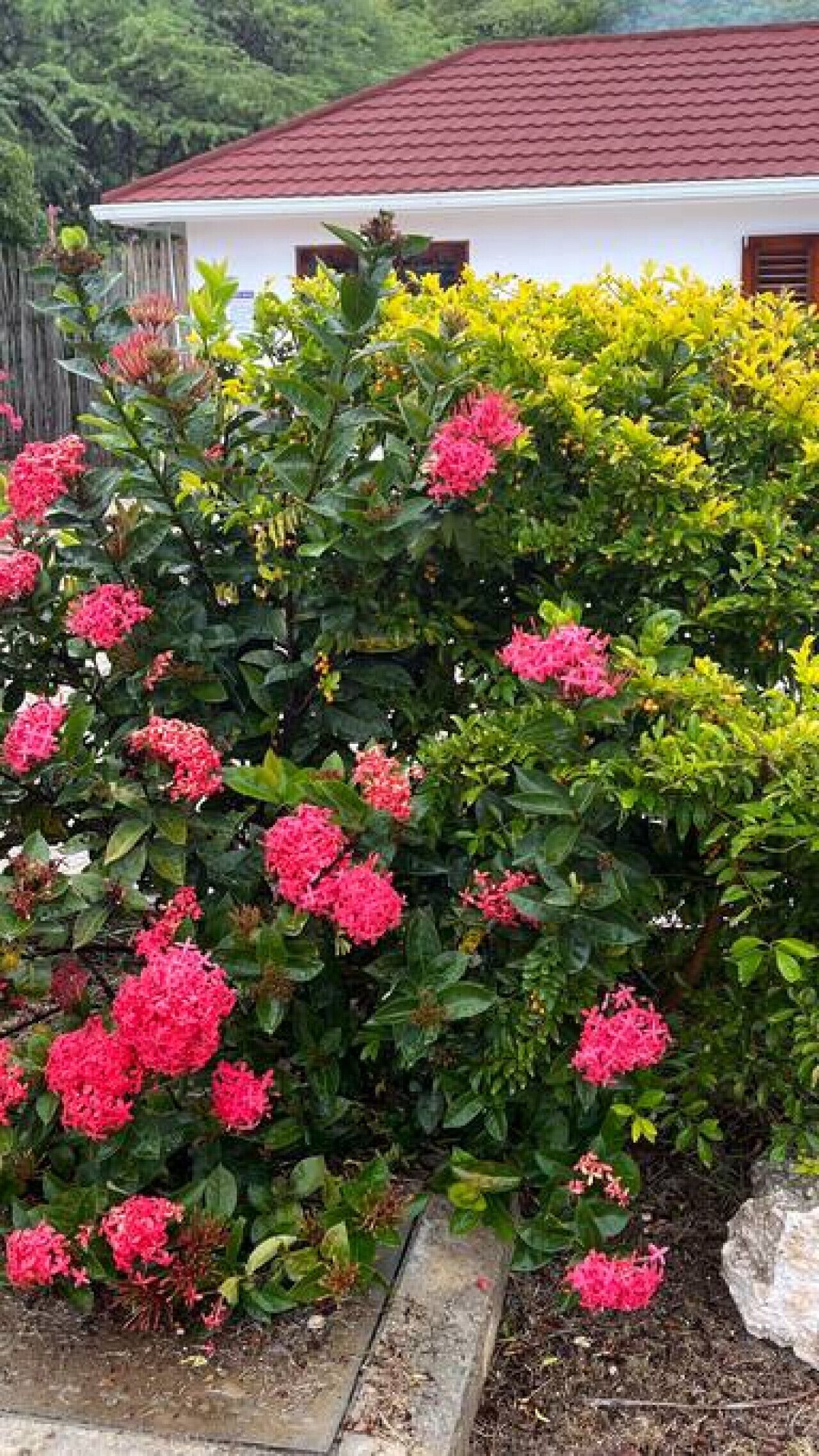 Un jardin avec des fleurs roses et un bâtiment blanc surmonté d’un toit rouge.