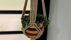 A macrame hanging planter with green plants, suspended by a macrame rope.