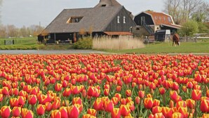 Ein Feld mit leuchtend bunten Tulpen vor einem rustikalen Gebäude im Bauernhausstil mit geneigtem Dach und einer Treppe, die zu einem weiteren Gebäude führt.