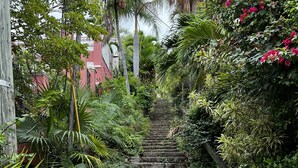 A set of stone steps surrounded by lush greenery and flowering plants. - ✩ Amazing ocean view (St Thomas)