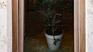 Una planta en maceta en un umbral, con un balcón encima.