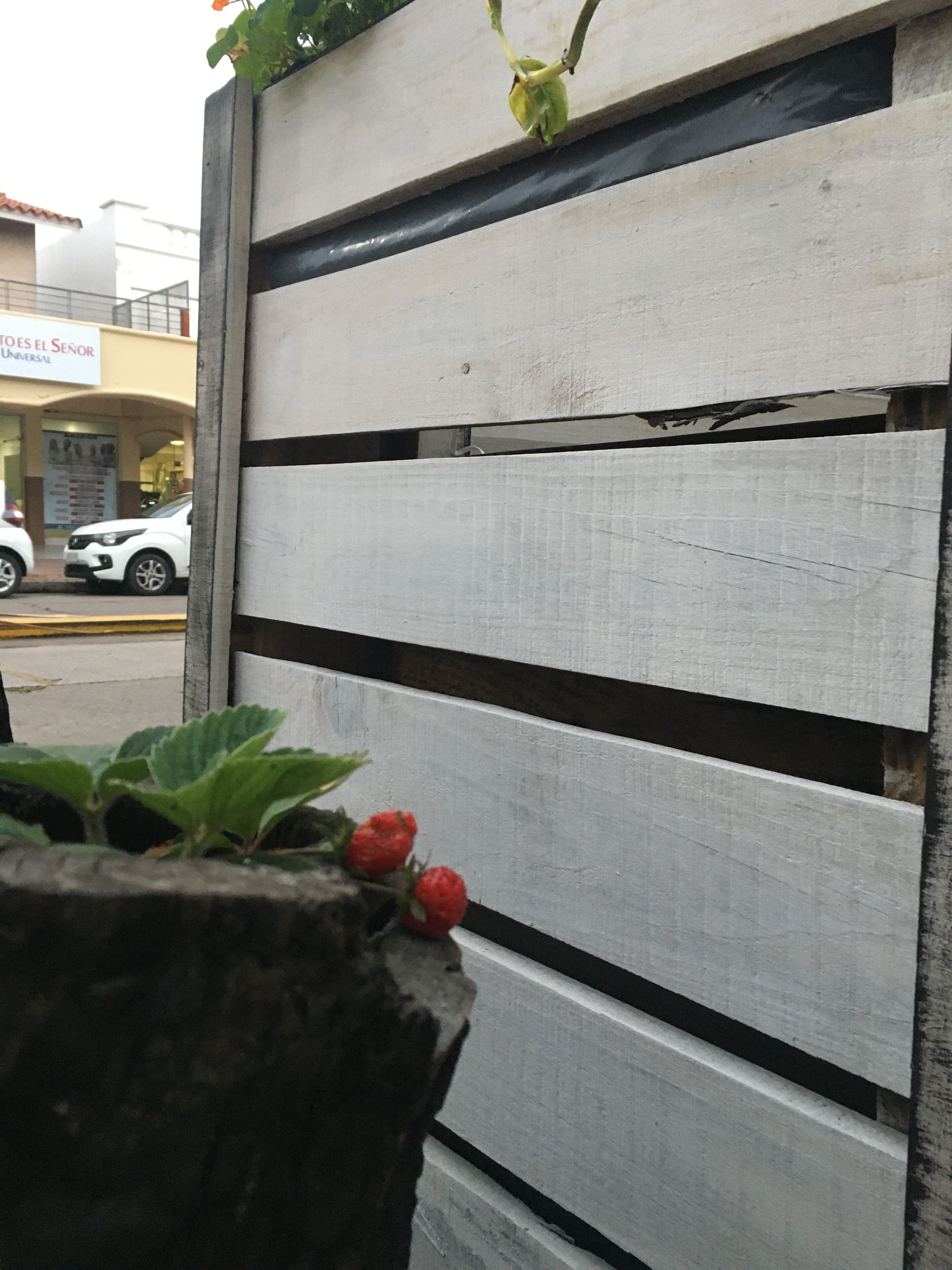 Pared de madera blanca con tablones horizontales y una planta en maceta con hojas verdes y bayas rojas.