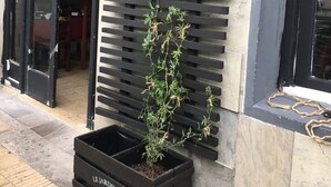 A building entrance with a black door, a window with a rope, and a planter labeled "LE JARDINIER" on the sidewalk. - Hotel Alcázar  (Piriapolis)