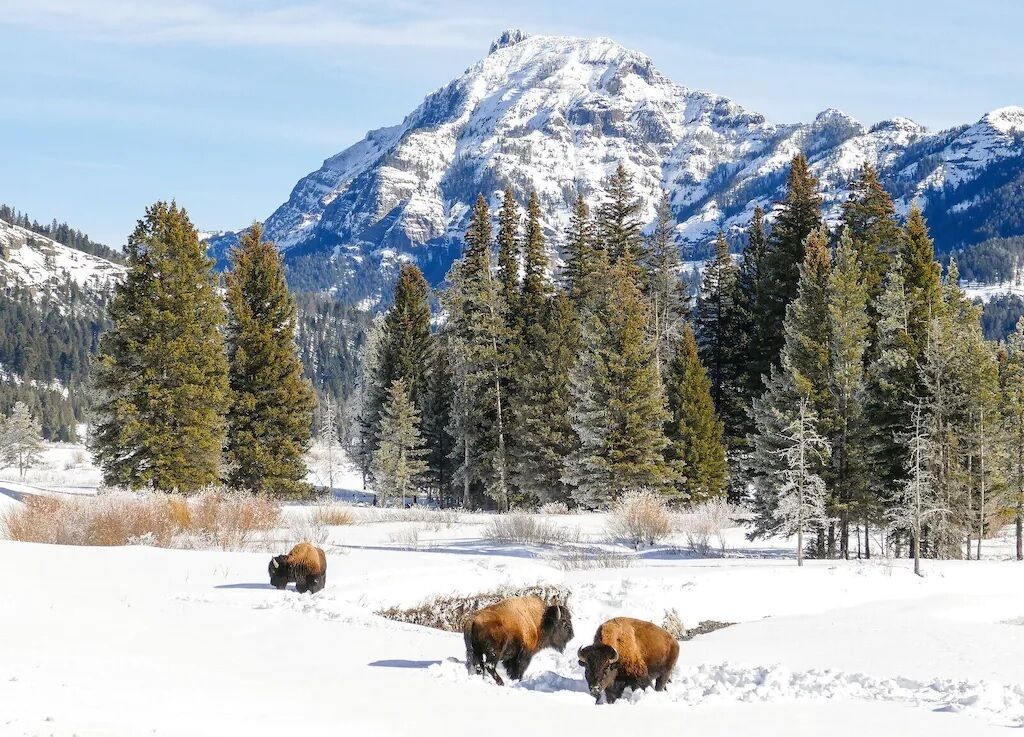 A snowy landscape with three bison grazing in a field, surrounded by evergreen trees and a snow-capped mountain in the background.