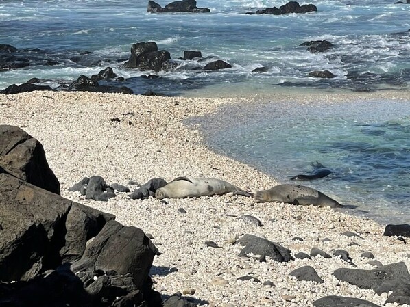 Sun-loungers, beach towels