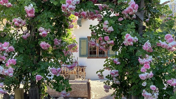 Une arche en bois ornée de roses roses, une clôture en bois rustique et un bâtiment avec une fenêtre, ainsi qu'un chariot en bois en arrière-plan.