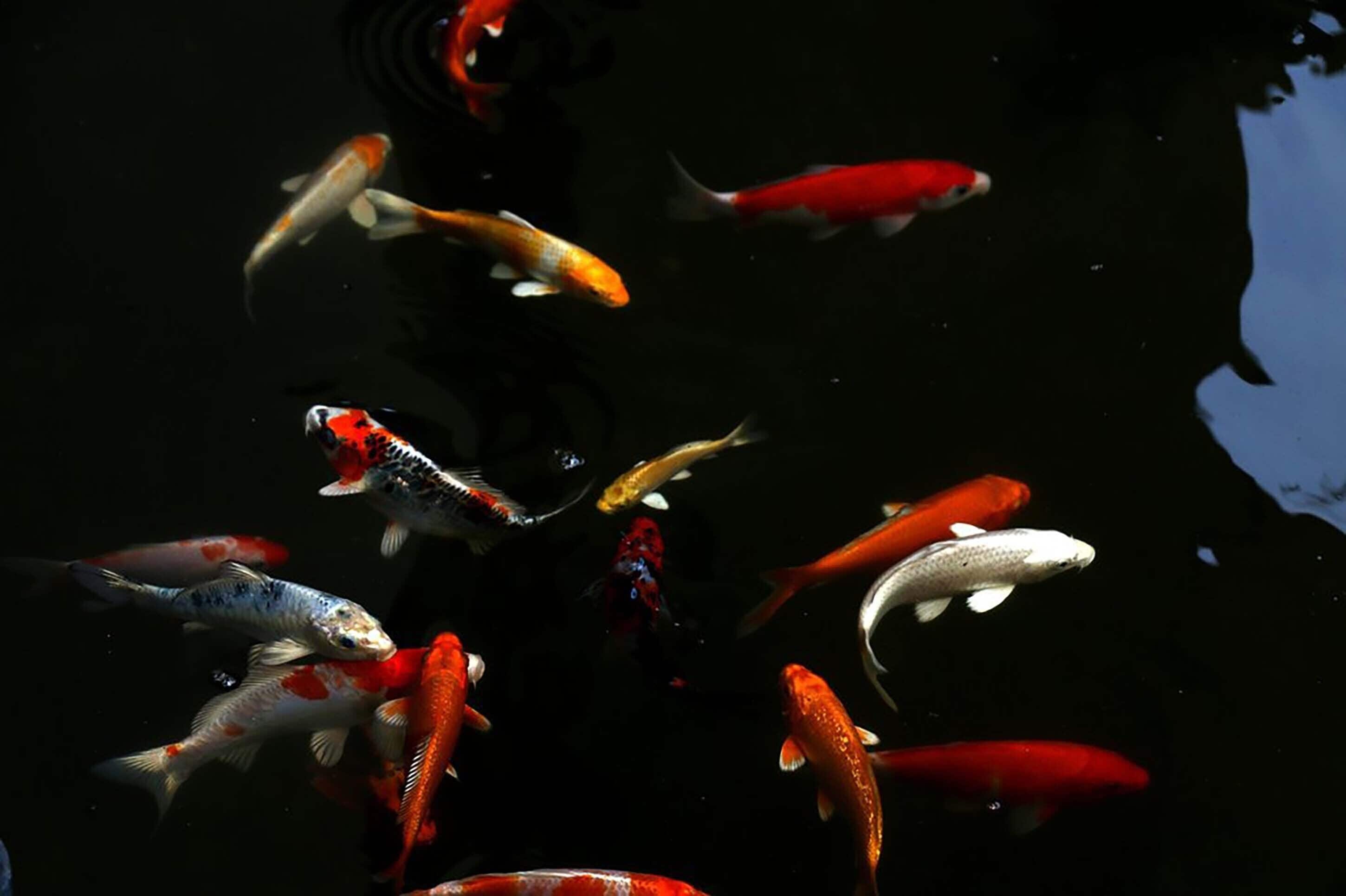 Diverse koi karpers zwemmen in een donker waterlichaam.