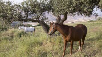 A horse grazing under an olive tree in a grassy field with a mountainous backdrop.