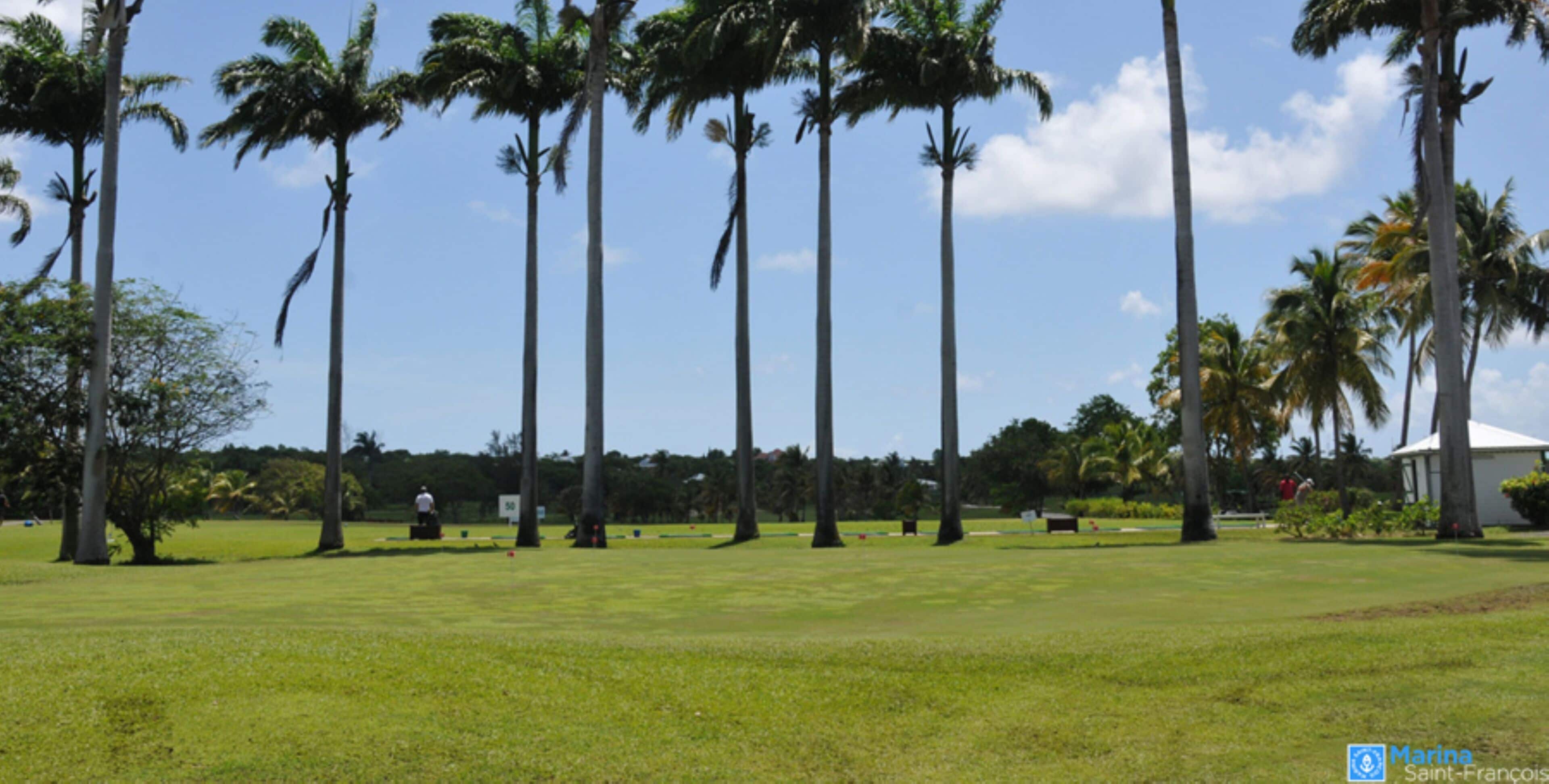 A grassy field with tall palm trees and a clear blue sky.