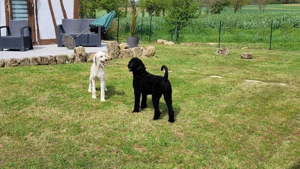 A grassy outdoor area with two dogs, a patio with outdoor furniture, and a view of a field. - Tranquil farmhouse property with private pool (Sérignac-Péboudou)