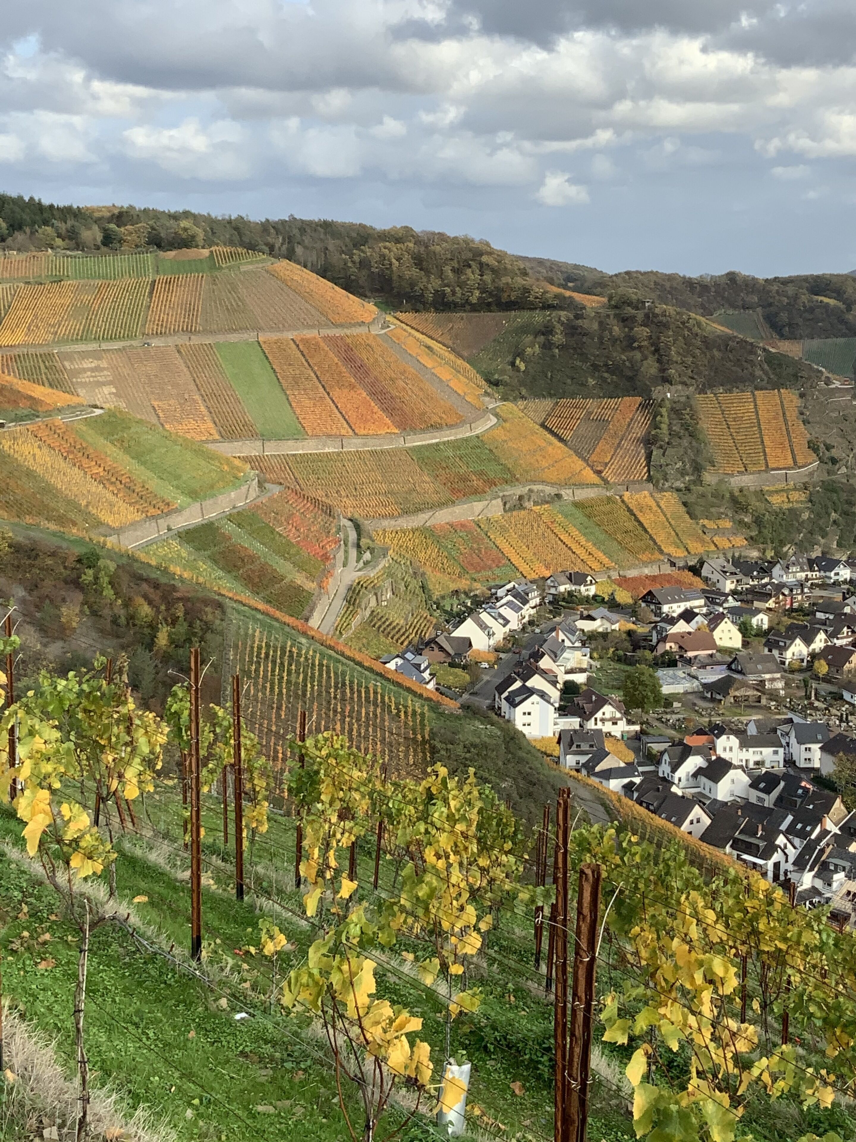 Viñedo con hileras de vides y un pueblo en el valle.