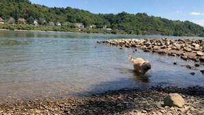 A river with rocks and a dog in the water. - RheinVilla ARTE (Remagen)