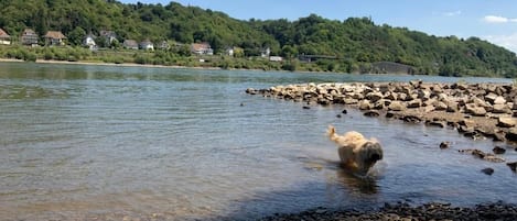 A river with rocks and a dog in the water.