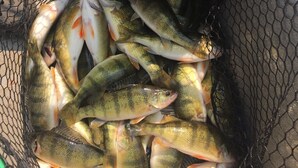 A fishing net filled with small fish. - Lodging in the heart of the Glacial Lakes, Waubay, Webster, Waubay Lake
 (Summit)
