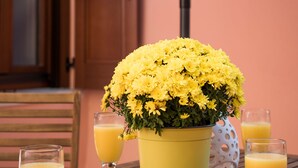 A table with a yellow flower vase, two glasses of orange juice, and a white vase with holes. - Luxury king size studio with terrace at the heart of Chania old town (Chania)