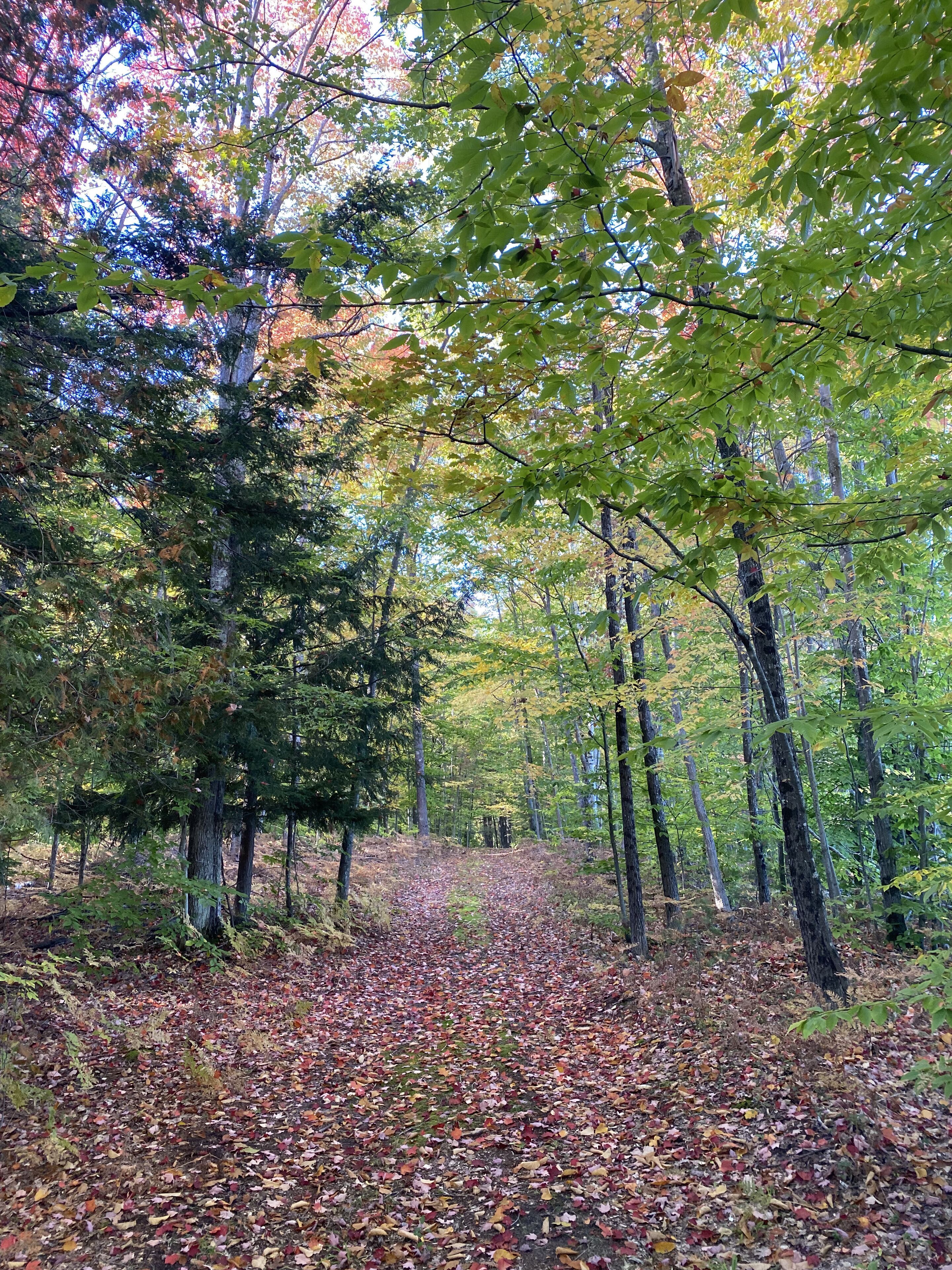 Ein mit herabgefallenen Blättern bedeckter Waldweg.