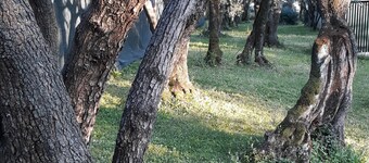 Antiche Travi:cosy flat in ancient farmhouse, 4km from the sea and near the Alps