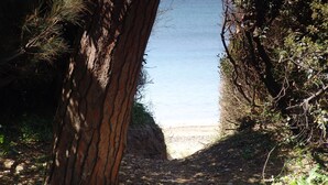 Un sentiero che conduce a una spiaggia, con un grande albero a sinistra e una fitta vegetazione a destra.