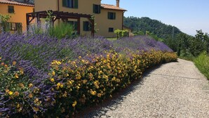Ein Kiesweg führt zu einem Haus mit einer Pergola und einem Garten mit Lavendel und gelben Blumen.