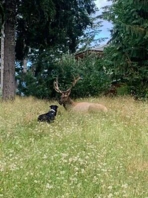 Un cerf dans un champ d’herbe, avec un chien à proximité.