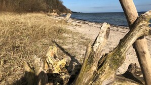 A beach with driftwood and dry grass, a clear sky, and a distant shoreline. - Idyllically situated vacation apartment 10 min. to the natural beach (Barkelsby)