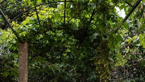 An outdoor patio with a table set for breakfast, including croissants and orange juice, surrounded by lush greenery and a metal fence. - Apartment Taura (Dubrovnik)