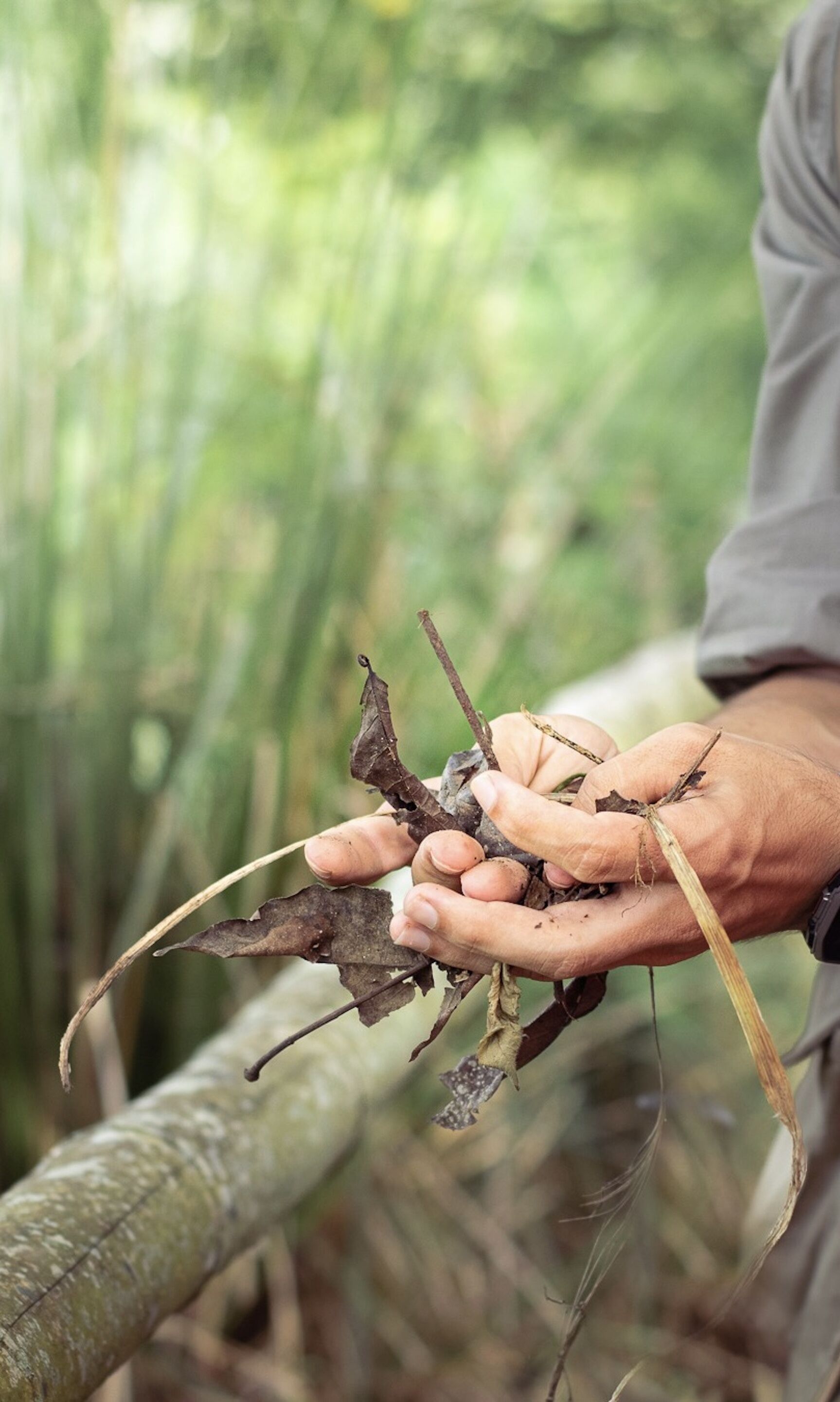 Una persona sosteniendo una planta con hojas largas y delgadas y un tallo marrón.