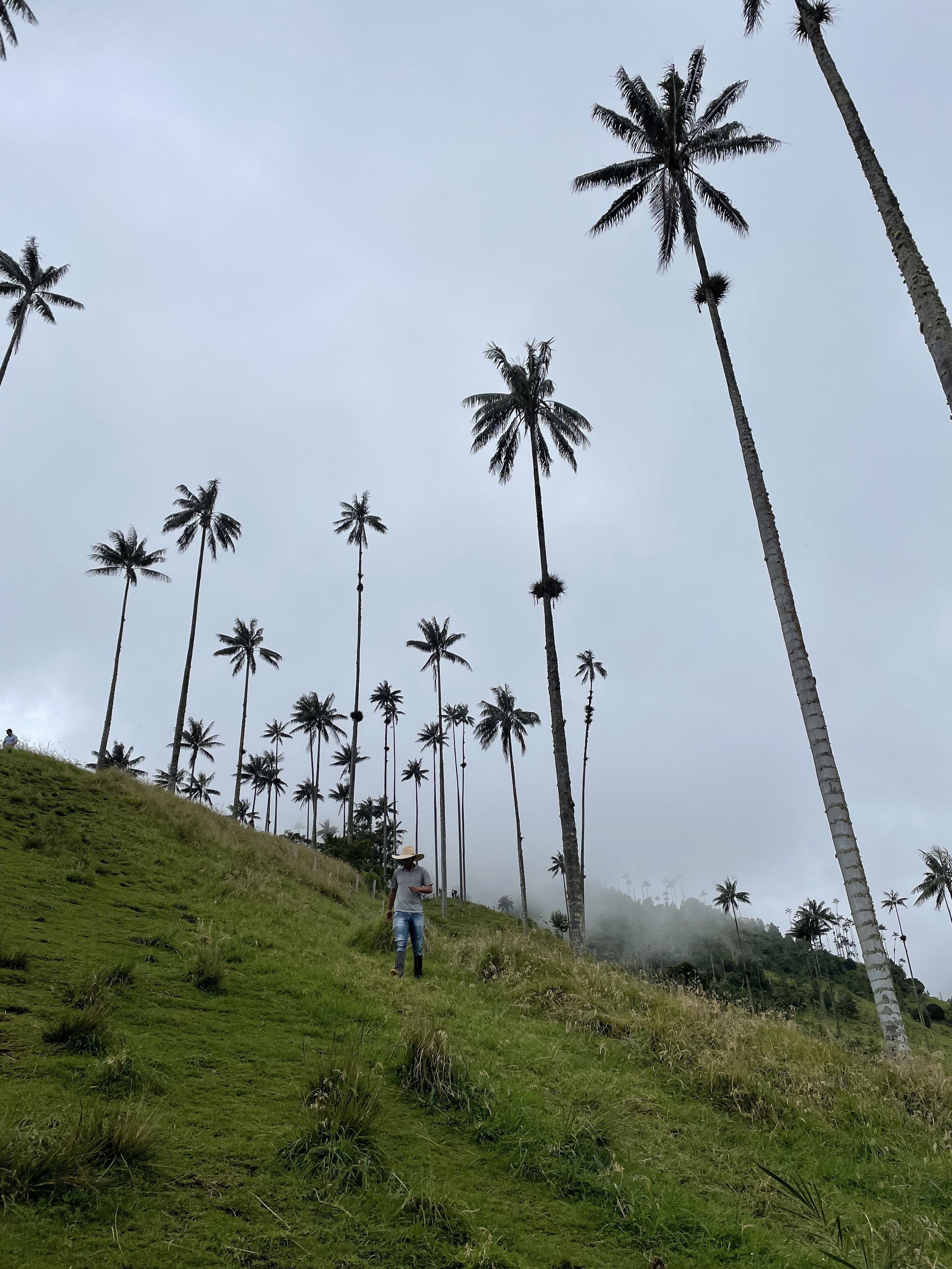 A hilly landscape with tall palm trees and a person walking.