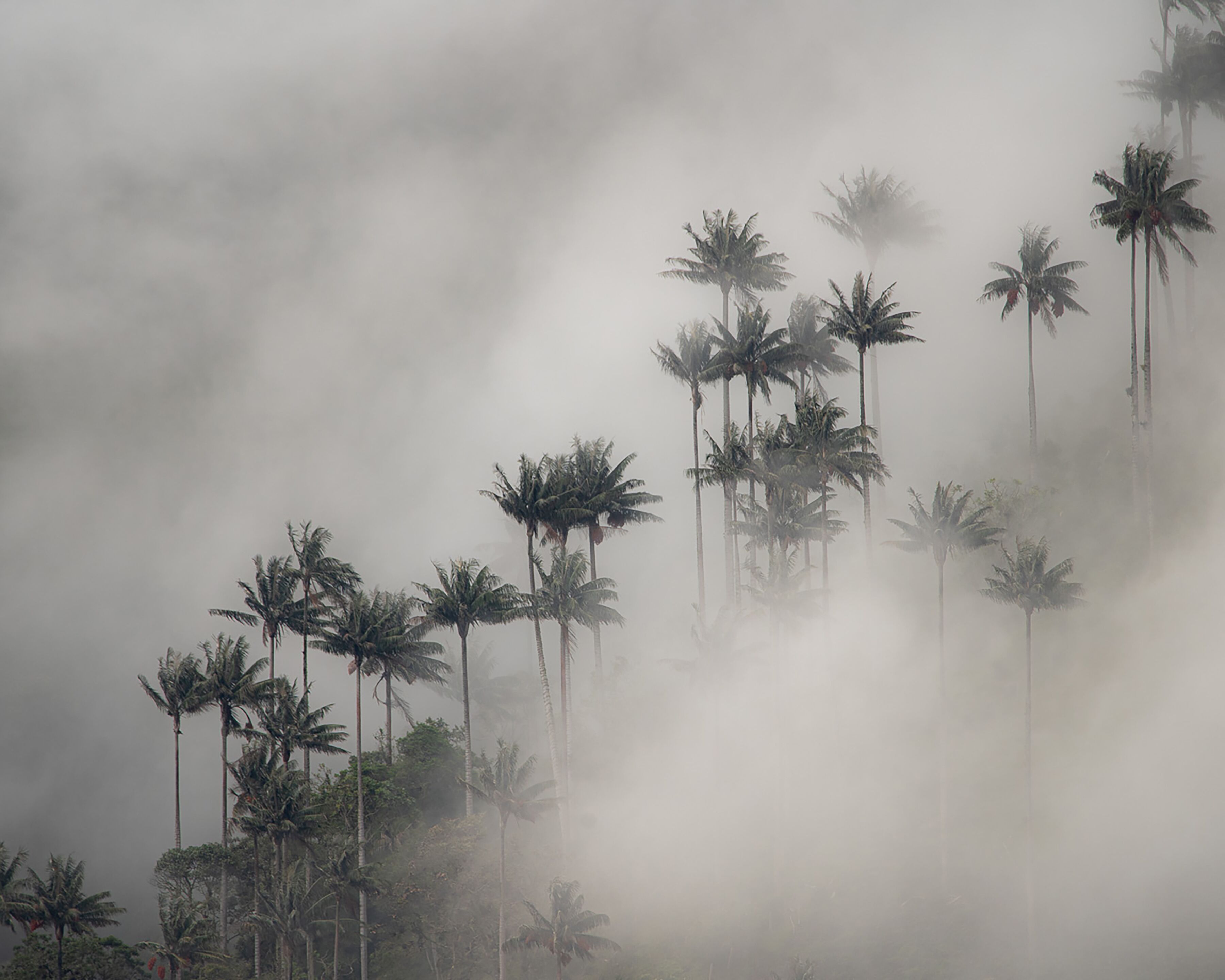A dense cluster of tall palm trees shrouded in mist.